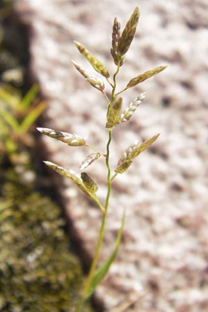 Eragrostis minor \ Kleines Liebesgras / Love Grass, D Darmstadt 1.8.2012