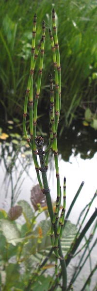 Equisetum x moorei \ Moores Schachtelhalm, D Botan. Gar.  Universit.  Heidelberg 11.6.2013