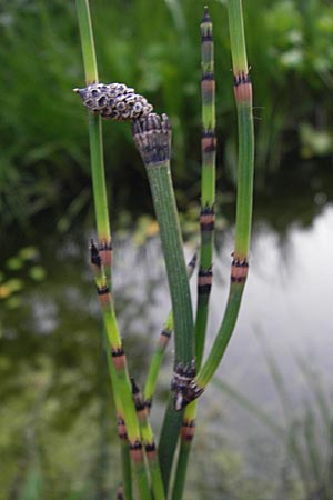 Equisetum x moorei \ Moores Schachtelhalm, D Botan. Gar.  Universit.  Heidelberg 11.6.2013