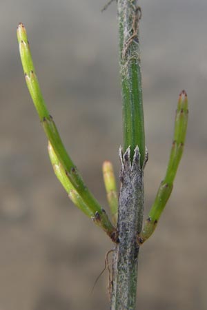 Equisetum x meridionale \ Sdlicher Schachtelhalm, D Philippsburg 26.6.2013