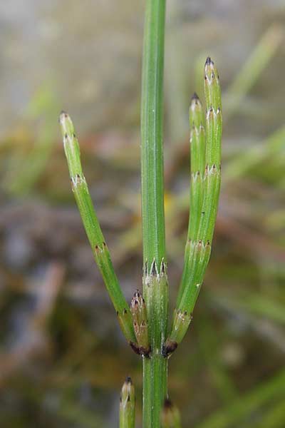 Equisetum x meridionale \ Sdlicher Schachtelhalm, D Philippsburg 26.6.2013