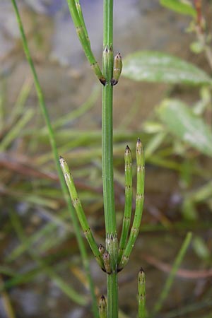 Equisetum x meridionale \ Sdlicher Schachtelhalm / Hybrid Horsetail, D Philippsburg 26.6.2013