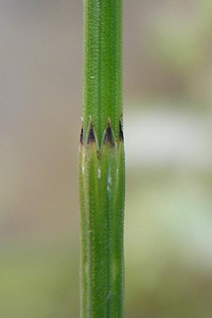 Equisetum x meridionale \ Sdlicher Schachtelhalm / Hybrid Horsetail, D Philippsburg 26.6.2013