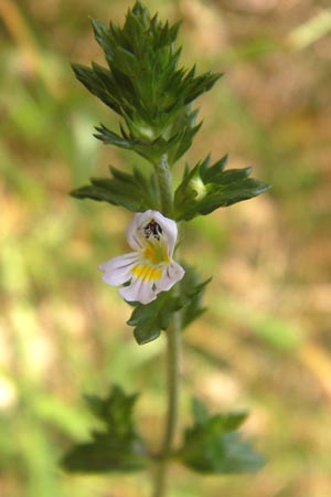 Euphrasia micrantha \ Schlanker Augentrost / Slender Heath Eyebright, D Gelnhausen 13.7.2013