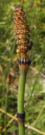 Equisetum x moorei \ Moores Schachtelhalm / Moore's Horsetail, D Ketsch 19.7.2013