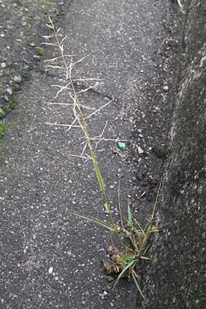 Eragrostis multicaulis \ Vielstngeliges Liebesgras, Japanisches Liebesgras, D Mannheim 15.9.2013