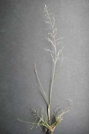 Eragrostis multicaulis \ Vielstngeliges Liebesgras, Japanisches Liebesgras, D Mannheim 15.9.2013