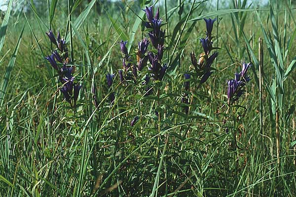 Gentiana asclepiadea / Willow Gentian, D Allgäu, Kisslegg 11.8.1990