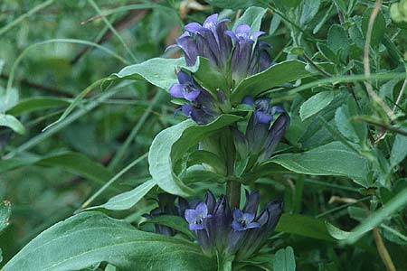 Gentiana cruciata \ Kreuz-Enzian, D Pforzheim 4.7.1999