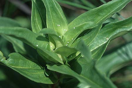 Gentiana cruciata / Cross-Leaved Gentian, D Pforzheim 18.6.2005