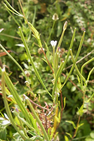 Epilobium tetragonum \ Vierkantiges Weidenrschen / Square-Stalked Willowherb, D Mannheim 26.7.2012