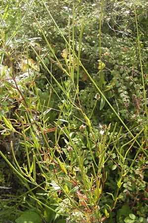 Epilobium tetragonum \ Vierkantiges Weidenrschen / Square-Stalked Willowherb, D Mannheim 26.7.2012