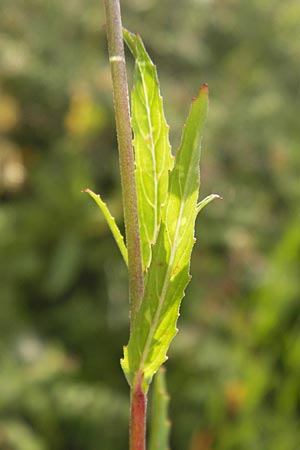 Epilobium tetragonum \ Vierkantiges Weidenrschen / Square-Stalked Willowherb, D Mannheim 26.7.2012