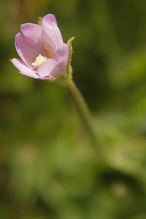 Epilobium tetragonum \ Vierkantiges Weidenrschen / Square-Stalked Willowherb, D Mannheim 26.7.2012