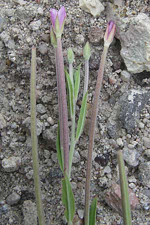 Epilobium lamyi \ Graugrnes Weidenrschen, D Mannheim 28.6.2007