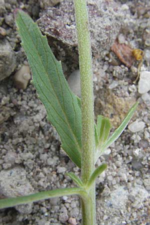 Epilobium lamyi \ Graugrnes Weidenrschen / Hairy Square-Stalked Willowherb, D Mannheim 28.6.2007