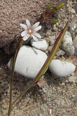 Epilobium brachycarpum \ Kurzfrchtiges Weidenrschen, D Hirschberg 14.8.2007