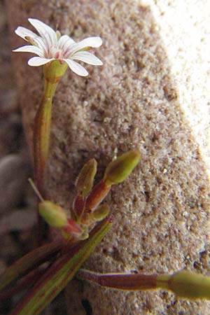 Epilobium brachycarpum \ Kurzfrchtiges Weidenrschen, D Hirschberg 14.8.2007