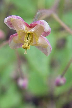 Epimedium alpinum \ Alpen-Sockenblume, D Weinheim an der Bergstraße, Botan. Gar.  Hermannshof 8.4.2008