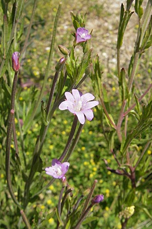 Epilobium tetragonum \ Vierkantiges Weidenrschen / Square-Stalked Willowherb, D Karlsruhe 13.6.2009