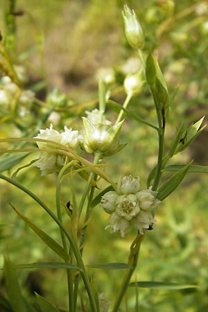 Cuscuta epilinum \ Flachs-Seide, D Botan. Gar.  Universit.  Mainz 11.7.2009