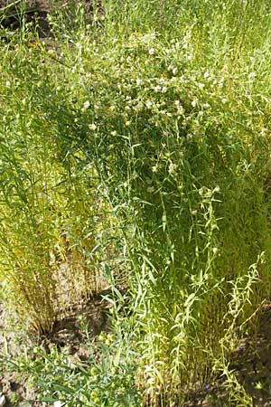 Cuscuta epilinum, Flachs-Seide