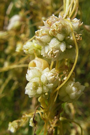 Cuscuta epilinum \ Flachs-Seide / Flax Dodder, D Botan. Gar.  Universit.  Mainz 11.7.2009