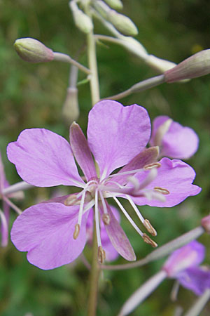 Epilobium angustifolium / Rosebay Willowherb, D Odenwald, Beerfelden 21.8.2009