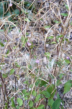 Epilobium lanceolatum \ Lanzettblttriges Weidenrschen / Spear-Leaved Willowherb, D Schriesheim-Altenbach 28.8.2009