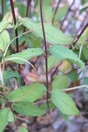 Epilobium lanceolatum \ Lanzettblttriges Weidenrschen / Spear-Leaved Willowherb, D Schriesheim-Altenbach 28.8.2009