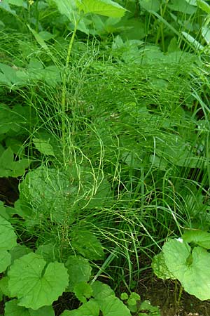 Equisetum pratense \ Wiesen-Schachtelhalm / Shady Horsetail, D Blankenau bei/near Fulda 30.5.2012