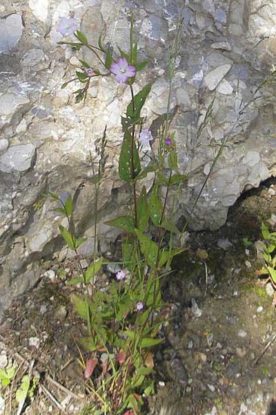 Epilobium montanum \ Berg-Weidenrschen / Broad-Leaved Willowherb, D Immenstadt 21.6.2011