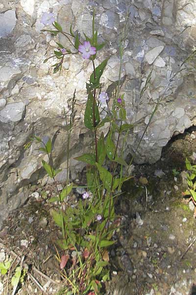 Epilobium montanum \ Berg-Weidenrschen, D Immenstadt 21.6.2011