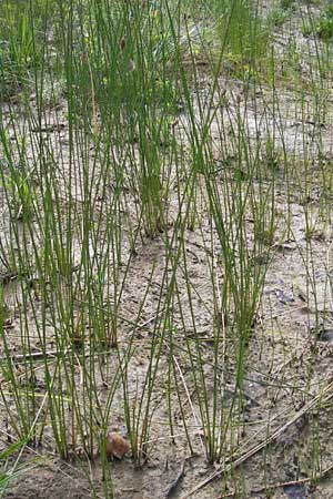 Eleocharis palustris \ Gewhnliche Sumpfbinse, Gemeine Sumpfsimse / Common Spike Rush, D Hanhofen 25.7.2011