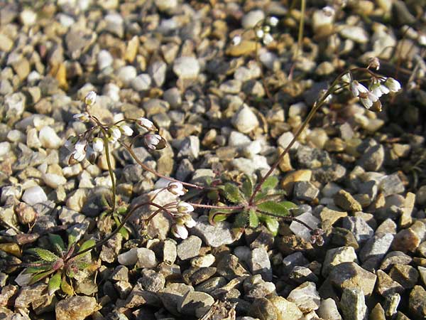 Draba praecox \ Frhes Hungerblmchen / Early Whitlowgrass, D Mannheim 21.3.2012