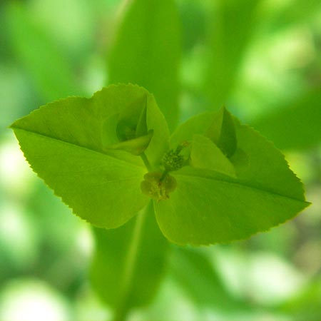 Euphorbia platyphyllos \ Breitblttrige Wolfsmilch / Broad-Leaved Spurge, D Ketsch 22.5.2012
