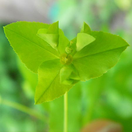 Euphorbia platyphyllos \ Breitblttrige Wolfsmilch / Broad-Leaved Spurge, D Ketsch 22.5.2012