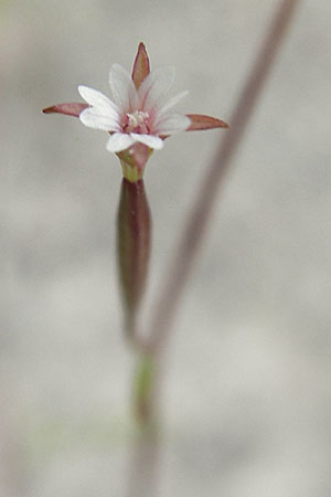 Epilobium brachycarpum \ Kurzfrchtiges Weidenrschen, D Ludwigshafen 4.7.2012