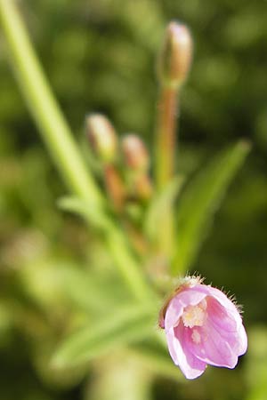 Epilobium parviflorum \ Kleinbltiges Weidenrschen / Hoary Willowherb, Small-Flowered Willowherb, D Mannheim 10.7.2012