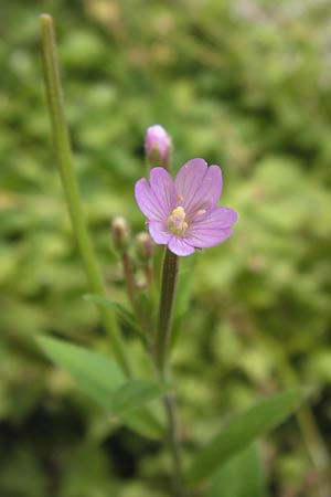 Epilobium parviflorum \ Kleinbltiges Weidenrschen, D Mannheim 10.7.2012