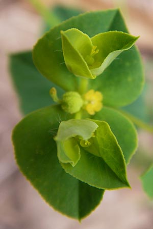 Euphorbia platyphyllos / Broad-Leaved Spurge, D Wiesloch 11.9.2012