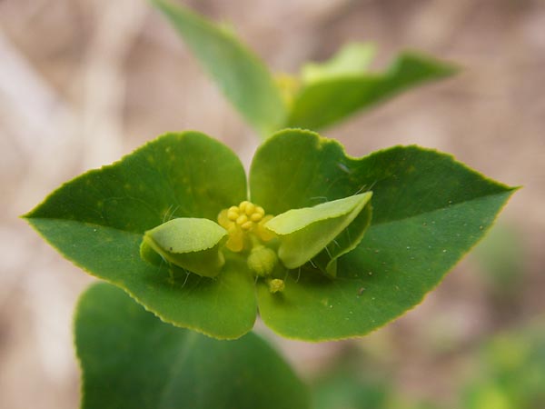 Euphorbia platyphyllos / Broad-Leaved Spurge, D Wiesloch 11.9.2012