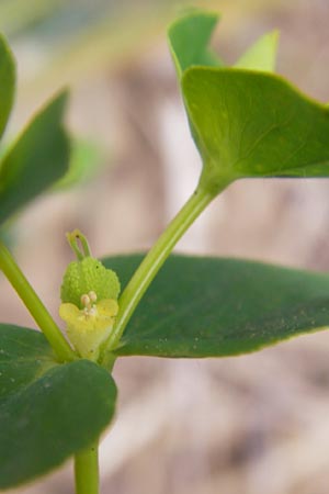 Euphorbia platyphyllos / Broad-Leaved Spurge, D Wiesloch 11.9.2012