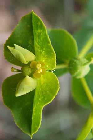 Euphorbia platyphyllos \ Breitblttrige Wolfsmilch / Broad-Leaved Spurge, D Wiesloch 11.9.2012