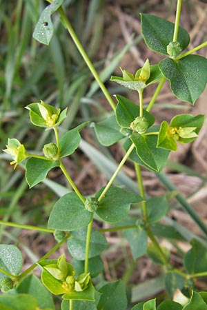 Euphorbia platyphyllos \ Breitblttrige Wolfsmilch / Broad-Leaved Spurge, D Wiesloch 11.9.2012