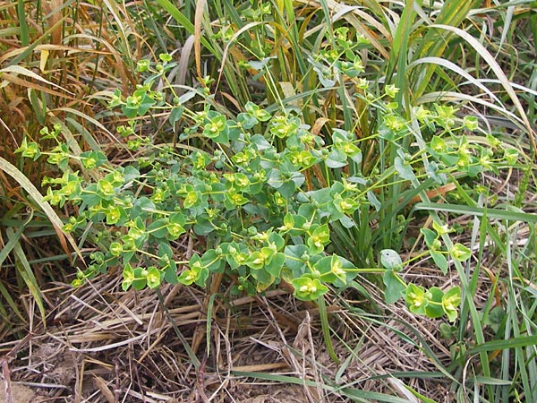 Euphorbia platyphyllos / Broad-Leaved Spurge, D Wiesloch 11.9.2012