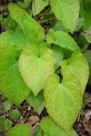 Epimedium perralderianum \ Algerische Sockenblume / Barren-Wort, D Frankfurt-Hausen 9.4.2014