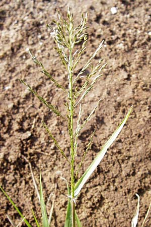 Eragrostis minor \ Kleines Liebesgras / Love Grass, D Reilingen 18.8.2014