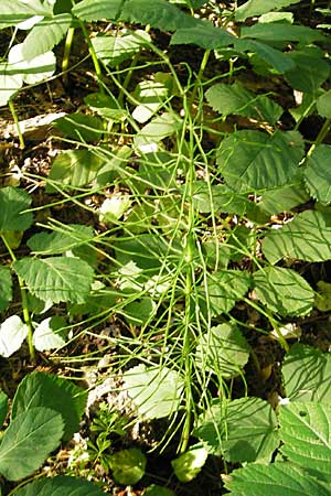 Equisetum arvense \ Acker-Schachtelhalm, Zinnkraut, D Mannheim 19.5.2009