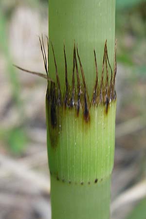 Equisetum telmateia \ Riesen-Schachtelhalm, D Günzburg 22.5.2009